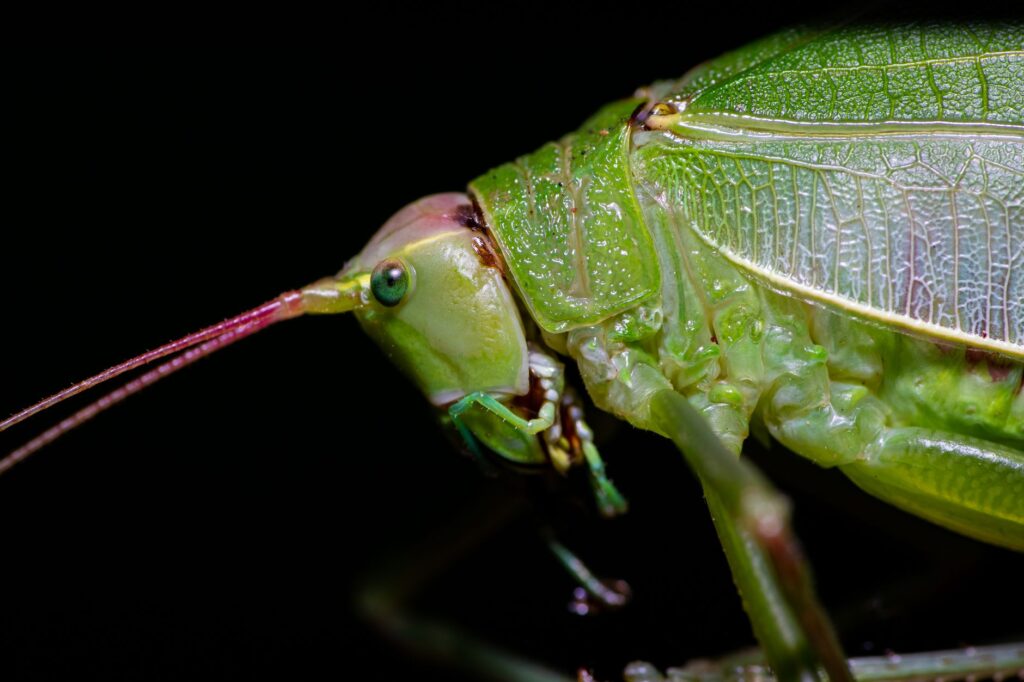 Detailed macro shot of a green katydid insect showcasing its vibrant colors and intricate textures.